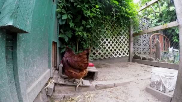 ファーム内の木製の鶏小屋に入って鶏 — ストック動画