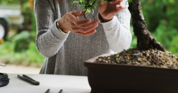 Mulher Verificando Planta Bonzai Loja — Vídeo de Stock