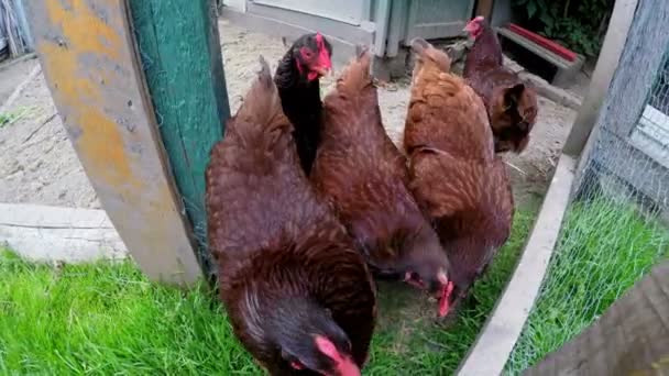 Kippen Voeding Kip Huis Platteland — Stockvideo