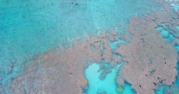 Vista Aérea Pareja Haciendo Snorkel Mar — Vídeo de stock