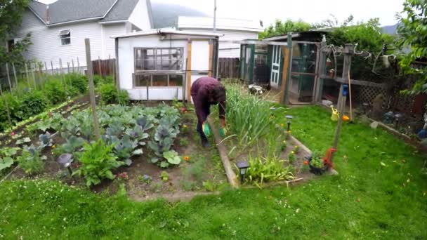 Giovane Agricoltore Giardinaggio Nel Cortile — Video Stock