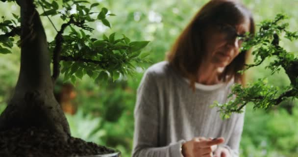 Mujer Revisando Planta Bonzai Tienda — Vídeos de Stock