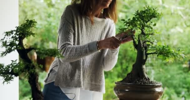 Mogen Kvinna Trimning Blad Bonzai Växt — Stockvideo