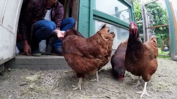 Mężczyzna Rolnik Karmienia Kury Kurniku — Wideo stockowe