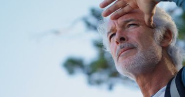 Komuta sizde güneşli bir günde 4 k ormanda ayakta