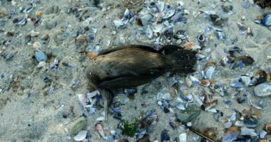 Kumlu sahilde ölü kuş Close-up