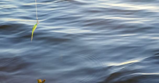 Крупним Планом Рибальська Приманка Падає Річкову Воду — стокове відео