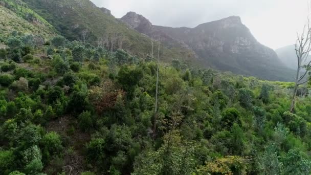 Bosque Verde Denso Ladera Montaña — Vídeo de stock