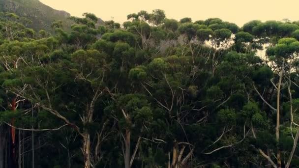 Dichte Grüne Wälder Und Bergketten Bei Sonnenuntergang — Stockvideo