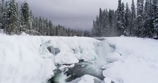 冬季4K 期间流经雪林的溪流 — 图库视频影像