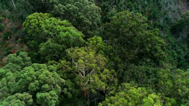 Aéreo Árvores Verdes Floresta Densa — Vídeo de Stock