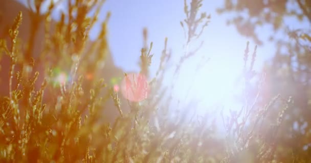 Primer Plano Las Plantas Que Mueven Por Viento Campo — Vídeo de stock