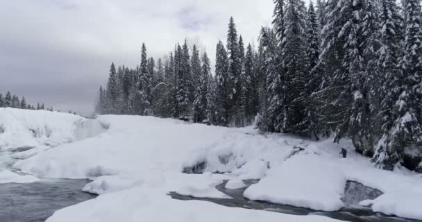 冬季4K 期间流经雪林的溪流 — 图库视频影像