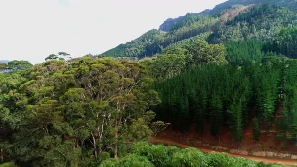 Sűrű Zöld Fák Hegy Lejtőjén — Stock videók