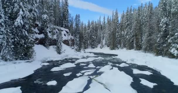 Flusso Che Scorre Attraverso Foresta Innevata Durante Inverno — Video Stock