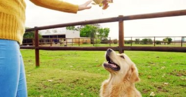 Güzel kadın onun köpek çiftliği 4 k ile oynamak