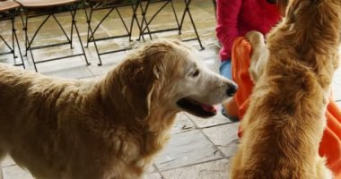 Güzel kadın köpeğini bir havlu ile ev 4 k silme