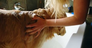 Kadın köpeğini banyoda ev 4 k yıkama