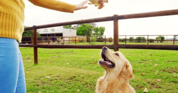 Mulher Bonita Brincando Com Seu Cão Rancho — Vídeo de Stock