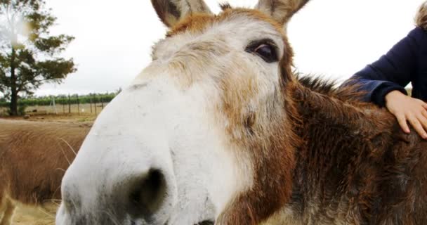 Bela Jovem Mulher Acariciando Burro Rancho — Vídeo de Stock