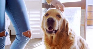 Güzel kadın köpeğini ev 4 k okşayarak