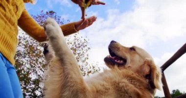 Onu köpek çiftliği 4 k ile oynayan kadın düşük açılı