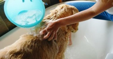 Güzel kadın köpeğini banyoda ev 4 k yıkama