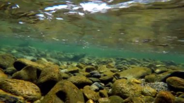 Dağ nehir 4 k altında yüzme balık Close-up