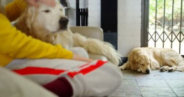 Kadın köpeğini kanepede ev 4 k okşayarak Close-up