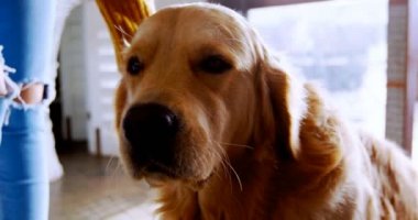 Kadın kısmı köpeklerini ev 4 k okşayarak.