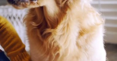 Kadın köpeğini ev 4 k okşayarak Close-up