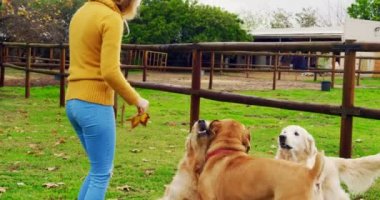 Güzel kadın onun köpek çiftliği 4 k ile oynarken