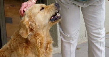 Kadın kıdemli bir bölümünü bir köpek ev 4 k okşayarak.