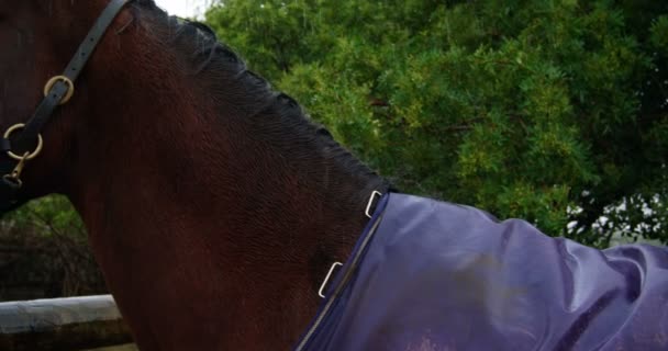 Close Mulher Beijando Cavalo Cerca Madeira Rancho — Vídeo de Stock