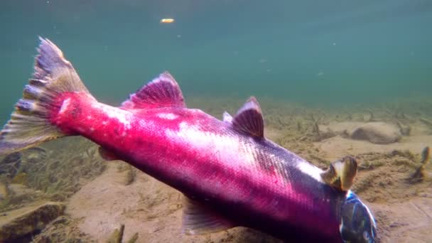 Primer Plano Los Peces Muertos Bajo Agua — Vídeo de stock