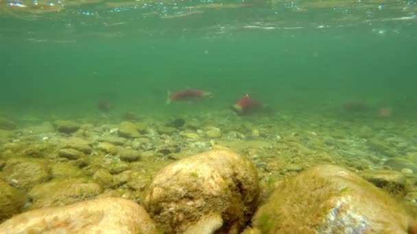 Close Peixes Nadando Sob Rio Montanha — Vídeo de Stock