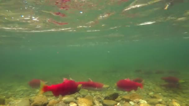 在4K 山河下游泳的鱼的特写镜头 — 图库视频影像