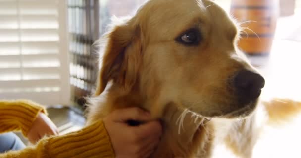 Hermosa Mujer Acariciando Perro Casa — Vídeo de stock