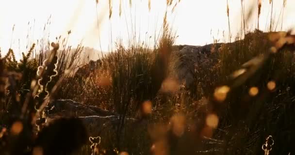 Törzsi Ember Sétált Vidéken Egy Napfényes Nap — Stock videók