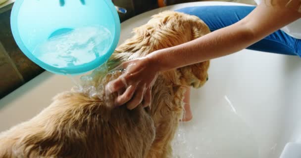 Όμορφη Γυναίκα Πλύσιμο Σκύλο Της Στο Μπάνιο Στο Σπίτι — Αρχείο Βίντεο
