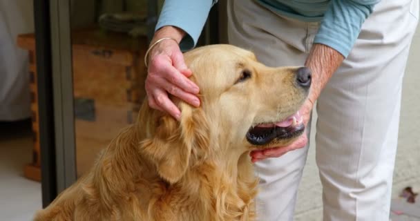 Metà Sezione Anziana Donna Accarezzare Cane Casa — Video Stock