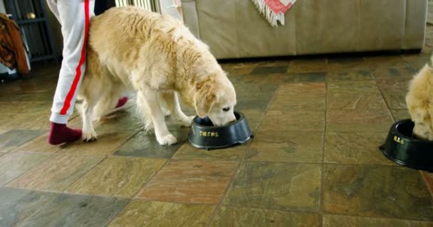 Cães Comendo Comida Tigela Casa — Vídeo de Stock