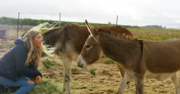 Hermosa Joven Acariciando Burro Rancho — Vídeos de Stock