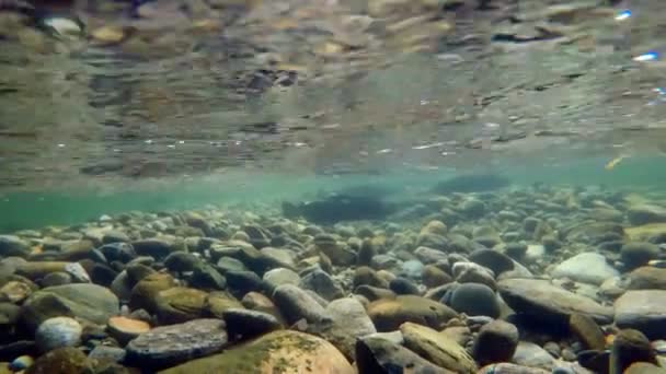 Close Van Vis Zwemmen Onder Berg Rivier — Stockvideo