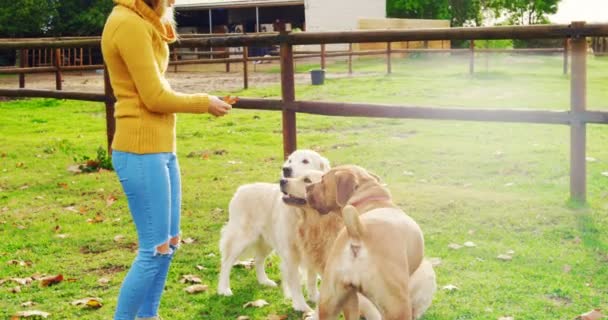 美丽的女人玩她的狗在牧场4K — 图库视频影像