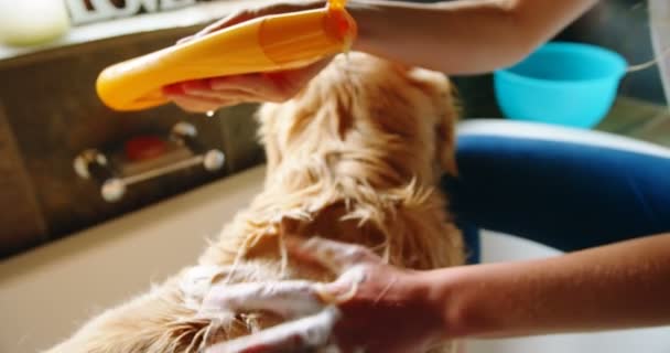 Γυναίκα Εφαρμογή Σαμπουάν Για Σκύλο Της Στο Μπάνιο Στο Σπίτι — Αρχείο Βίντεο