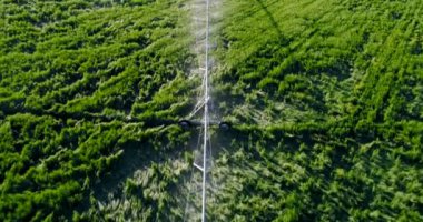 Su sulama alanında yeşil bitkileri havadan görünümü