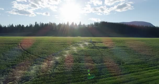 Vista Aérea Sistema Irrigação Campo Culturas Verdes Campo — Vídeo de Stock