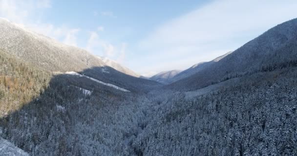 冬季山坡上的松树林4K — 图库视频影像