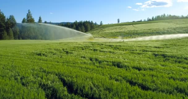 Water Irrigation Green Crops Agricultural Landscape — Stock Video
